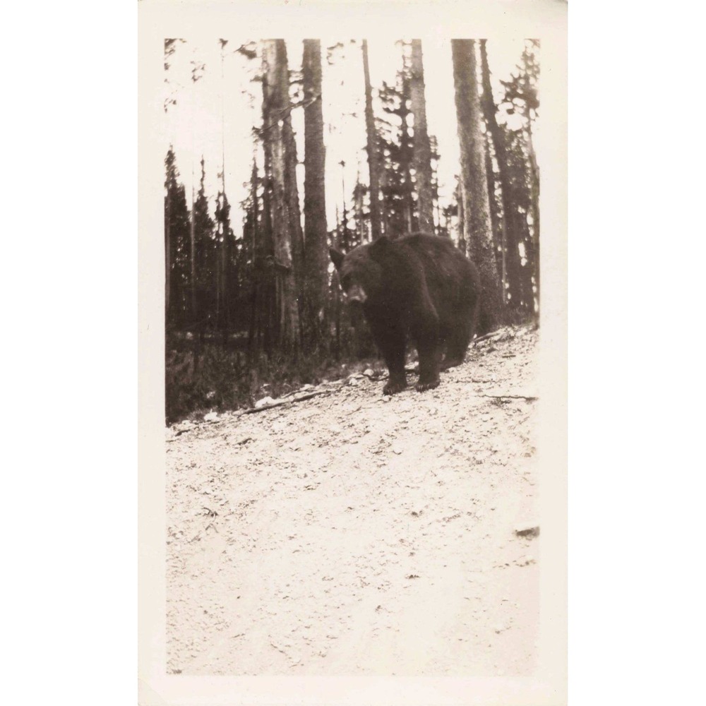 Vtg Black & White Snapshot Black Bear Forest Wildlife Photograph - Picture 1 of 2